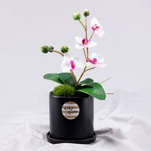행복한세상 사랑미니 호접란 화분, 블랙(화이트), 1개