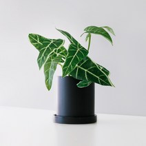 블루밍앤미 그린홈가드닝조화 알로카시아 + 인테리어화분 세트, 블랙, 2세트