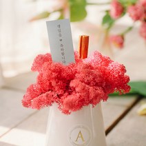 아스파시아 무지개 굴뚝 스칸디아모스 화분 + 메세지카드 시클라멘 생일축하, 1세트