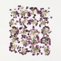 체크스토리 압화 알리슘 20p, 퍼플 물올림