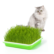 오엠오 캣그라스 기본형 재배기 키트 + 고양이간식 보리300g 수경재배, 1세트
