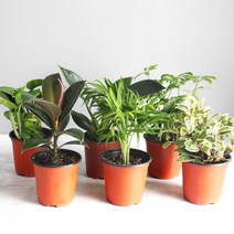 생화 공기정화 식물 소형 6종 세트, 혼합색상, 1세트