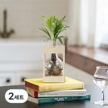 메이크정글 공기정화식물 수경재배 DIY 테이블야자+우드화분 세트, 혼합색상, 2세트