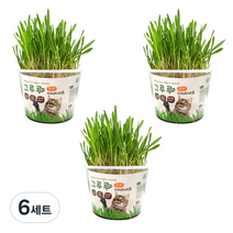 힐링타임 고양이 그루루 재배세트, 귀리, 6세트