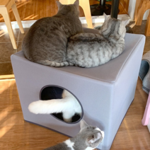 초코펫하우스 365 다기능 캣 하우스, 그레이, 1개