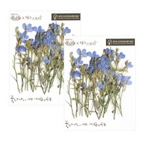 체크스토리 로베리아 압화 40p, 블루