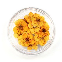 해피제이 셀프 네일 압화 드라이플라워 말린 꽃 파츠, 주황, 1개