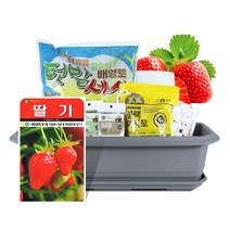 [딸기씨앗] 바이오필리아 채소 텃밭세트 + 식물 이름표 랜덤발송, 딸기