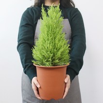 모리앤 토기 플라스틱 화분 4p