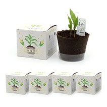 틔움 팜팜농장 옥수수 모종 키우기 5p