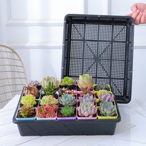 메이징초이스 화분 트레이 삽목 상자 삽목판 텃밭