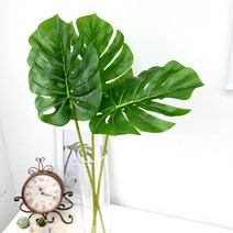 몬스테리아 가지, 3개