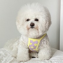 바이담수미 강아지 팡팡 크롭티, 옐로우