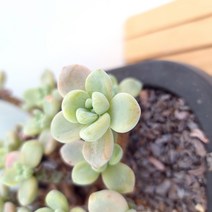 라울 중품 다육이 잎장이 예쁘게 물드는 탱글탱글한 다육1-150, 단품, 1개