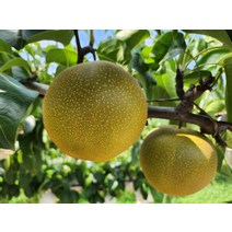 만풍배 수출용 가정용 추석 배 선물 세트 선물용 7.5kg 15kg, 만풍배(신품종) 9월19일 3차출고_선물용 7.5kg(