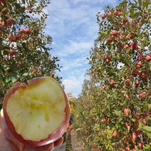 당도선별 경북 꿀 사과 2kg 5kg 10kg 사과, 1박스, 09.가정용사과5kg/ 대과