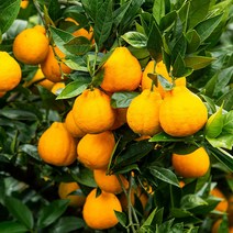 제주 산지직송 만감류 노지 한라봉 가정용(5kg 25과이내 무선별)~~SALE!