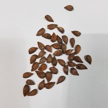 사과나무씨앗(20g)교재용(200립)