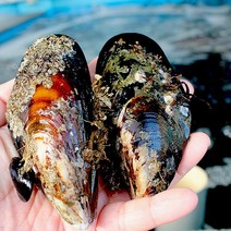 100%국내산 자연산홍합 중대1kg 섭 담치, 홍합 중소사이즈 1kg, 1개