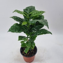 커피나무목대(랜덤)