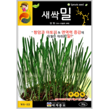 새싹 밀 700립/보리씨앗 종자