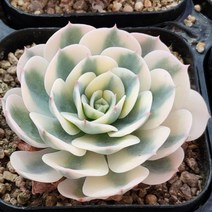 화사한 르노어딘금 다육이, 1개