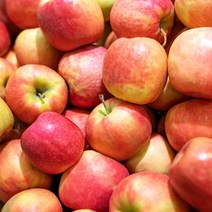 경북 아삭아삭 맛있는 제철 사과 아리수 사과, 선물용 중과 5kg