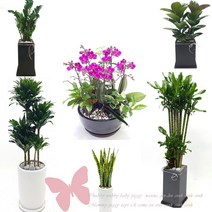 개업 화분 목포 배달, 44황금죽(특)
