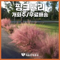 채움원예종묘 그라스 핑크뮬리 7호화분 개화주 수크령 억새 갈대 사초 정원 조경, 핑크뮬리(7호화분), 1개
