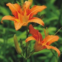 한국 원추리 씨앗 야생화 꽃씨 종자 품종 정원 30립, 쿠팡 본상품선택