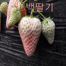딸기모종 씨앗 화분 딸기 씨앗 사계절 살기 쉬운 꽃 씨앗 실내외 화분 야채 발코니 패밀리 화이트 딸기 200알갱이, 흰 딸기 200개