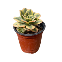 그린플랜트 다육식물 스타버스트 1+1