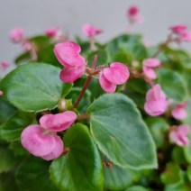 [다온야생화] W2481 팝콘베고니아 (핑크) (15cm) [랜덤]