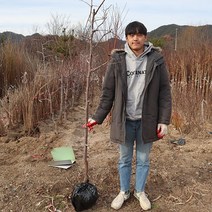 사과대추나무 묘목 5년생 유실수 재배 수확 왕대추키우기