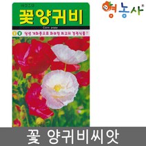 아람 꽃 양귀비씨앗 1000립, 단품