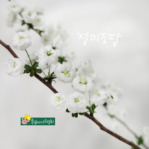 장미 조팝나무 [3포트] 소품 (복남이네야생화 모종 꽃나무 장미조팝 spiraea)