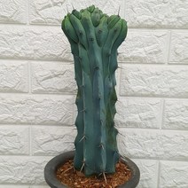 용신목 철화 85 - 선인장