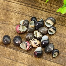 조개껍데기 조개 12cm 믹스 천연 수박 달팽이 얼룩말 조가비 껍질 표본 DIY 수족관 풍경 바다 해상 홈 5 피스