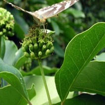 황칠나무/실생3년포트묘(5주묶음)묘목/G0644, 1개