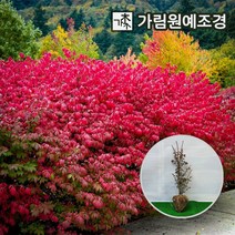 화살나무 콤팩트화살 3치포트 키60cm분묘 키150cm특수목, 콤팩트화살 키60cm분묘(2개세트)