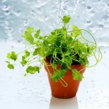 미미네아쿠아 미니노치도메 전경수초 1포트-미미네아쿠아, 단품