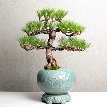 풀빛누리 승진 축하화분 영전 취임 생일 이전 상견례 선물 개업 꽃배달, 05.해송 항아리 사이즈업