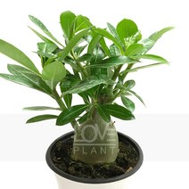 [꽃사랑식물나라] 석화(중품) 사막의장미 다육이 공기정화식물 식물키우기