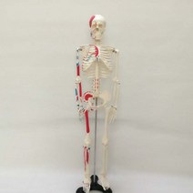 인간 해골 뼈 척추 표본 골격 신경 85cm 전시용 실습, 85cm 근육 기시(척수 신경 없음)