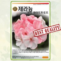 화이트로즈 제라늄 씨앗 종자 5립 꽃씨 몰 봄 여름 가을 야생화 꽃씨앗 제라늄씨 SG, 1개