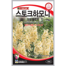 스토크 하모니 크림옐로우 30립 꽃씨 일년생 씨앗 비단향꽃무 세계종묘 농사마트
