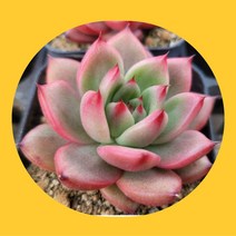 색감 예쁜 다육식물 한눈에 모아보기, 5번 레드다이아몬드펄