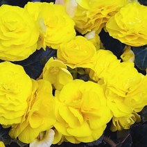베고니아 논스톱 옐로(구근베고니아) 10립/다년생꽃씨/봄파종꽃씨