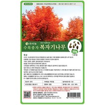 브랜드없음 복자기단풍나무씨앗 500g[ZO], 단품없음