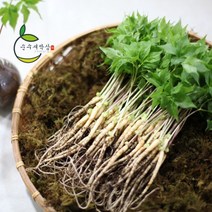 순수 새싹삼 소 70 뿌리 [소 (15~20cm) 1box 선물포장 가능], 선물 포장